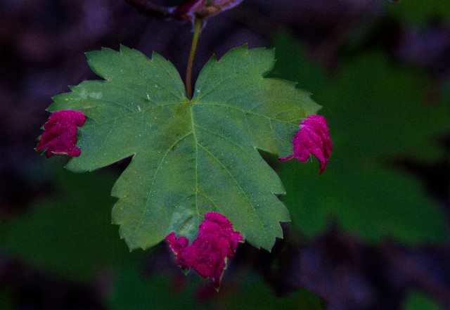 Mite Galls On Acer 12-1329.jpg